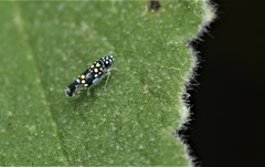 Trypanalebra maculata