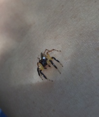 Asaracus megacephalus