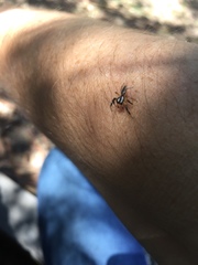 Asaracus megacephalus