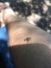 Asaracus megacephalus