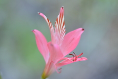 Alstroemeria ligtu ligtu