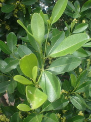 Acronychia imperforata