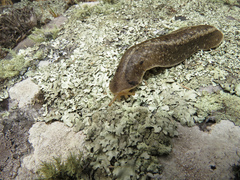 Phyllocaulis soleiformis