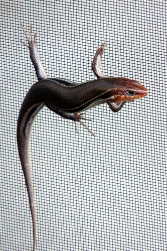 Plestiodon fasciatus image