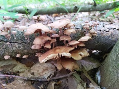 Collybiopsis dichroa