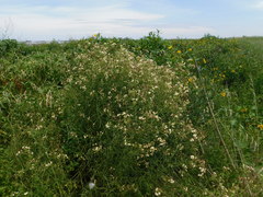 Baccharis stenophylla