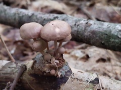 Collybiopsis dichroa