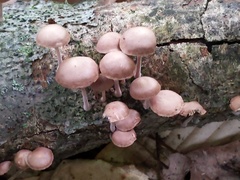 Collybiopsis dichroa