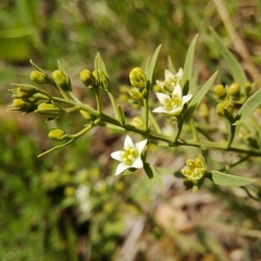Thesium linophyllon
