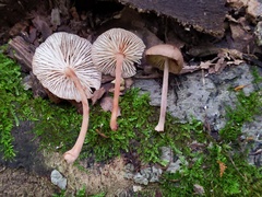 Collybiopsis dichroa