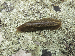 Phyllocaulis soleiformis