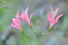 Alstroemeria ligtu ligtu