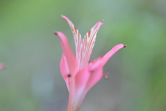 Alstroemeria ligtu ligtu
