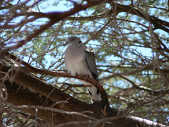 Streptopelia decipiens
