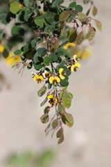 Goodia medicaginea