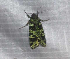 Checupa fortissima