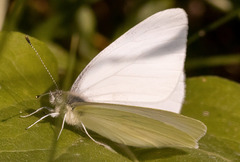 Pieris marginalis