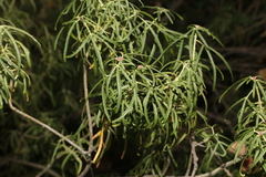 Choisya dumosa