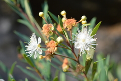 Myrceugenia lanceolata