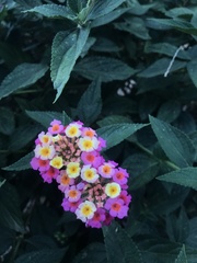 Lantana