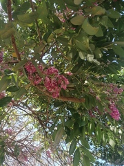 Lonchocarpus guatemalensis