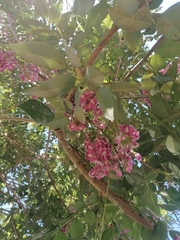 Lonchocarpus guatemalensis
