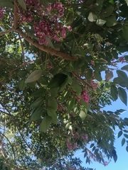 Lonchocarpus guatemalensis