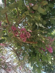 Lonchocarpus guatemalensis