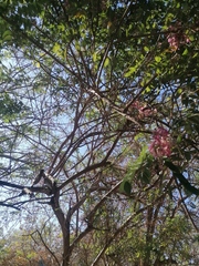 Lonchocarpus guatemalensis