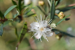 Myrceugenia lanceolata