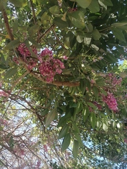 Lonchocarpus guatemalensis