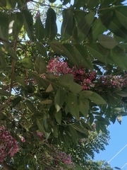 Lonchocarpus guatemalensis
