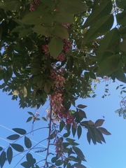 Lonchocarpus guatemalensis