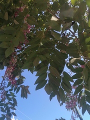 Lonchocarpus guatemalensis