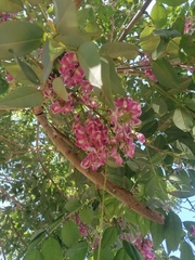 Lonchocarpus guatemalensis