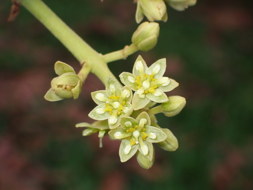 Persea americana