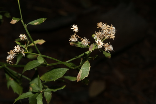 Image of Baccharis bigelovii by (c) Reid Hardin, some rights reserved (CC BY)