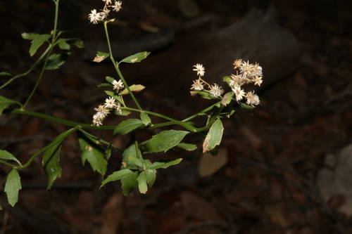 Image of Baccharis bigelovii by (c) Reid Hardin, some rights reserved (CC BY)
