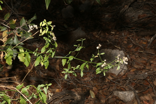 Image of Baccharis bigelovii by (c) Reid Hardin, some rights reserved (CC BY)