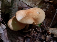Marasmius cystidiosus