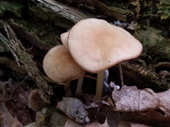 Marasmius cystidiosus