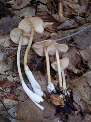 Marasmius cystidiosus