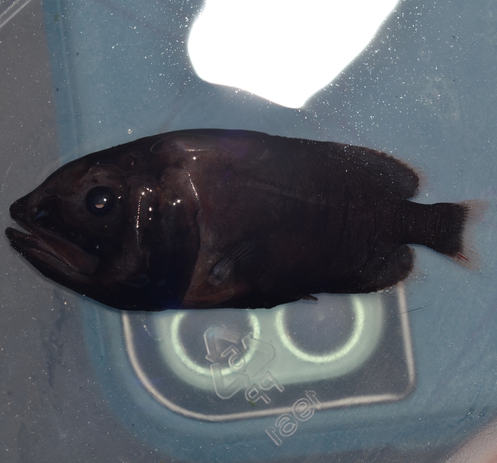 Redmouth Whalefish