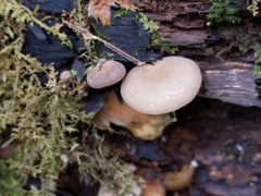 Hohenbuehelia angustata