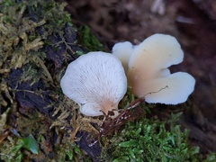 Hohenbuehelia angustata
