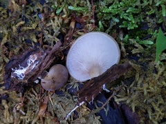 Hohenbuehelia angustata