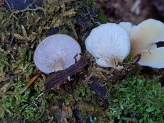 Hohenbuehelia angustata