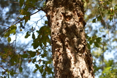 Nothofagus glauca