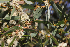 Eucalyptus diversifolia diversifolia
