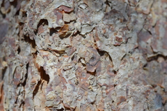 Nothofagus glauca
